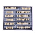 PIORPOY 156Pcs/1Box Dental Teaching Model Dedicated Teeth Care Tool A3 Dental Oral Material Anterior Upper Dentistry Dropship
